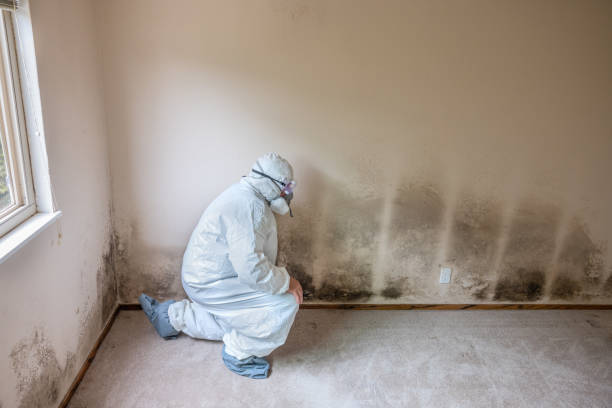 Trusted Cumberland, KY Mold Remediation Experts